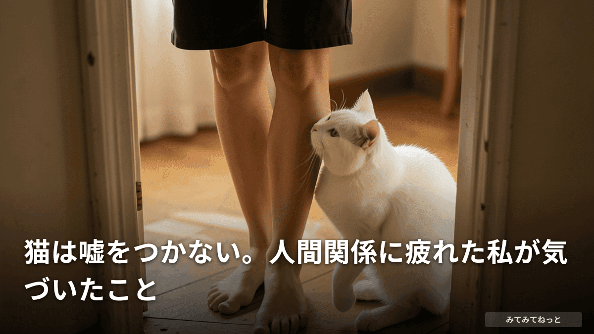 猫は嘘をつかない。人間関係に疲れた私が気づいたこと